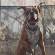 "Buster the Boxer"- John Lewis (2016)