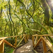 Bosque De Fray Jorge National Park, Chile