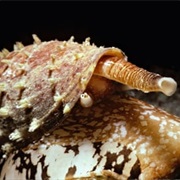 Cone Snails