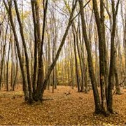 Roztochya Biosphere Reserve, Ukraine