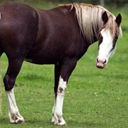 Flaxen Liver Chestnut