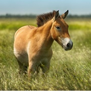 Askania-Nova Biosphere Reserve, Ukraine