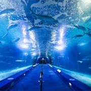 Oceanogràfic Valencia