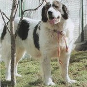 Bukovina Sheepdog