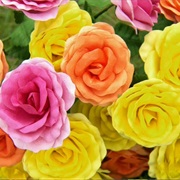 S21.E9: Indy Car Seats, Paper Flowers, Stand-By Generators