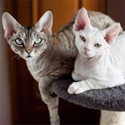 Devon Rex Cat