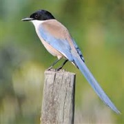 Azure-Winged Magpie