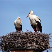 Stork Nest
