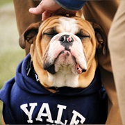 Yale