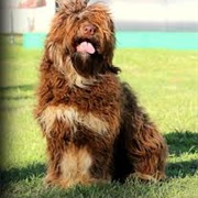 Cao Da Serra De Aires