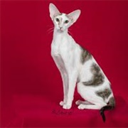 Oriental Cat