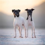 Japanese Terrier