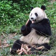 Bifengxia Panda Base