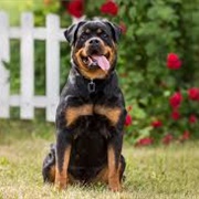 Rottweiler