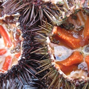 Erizo De Mar