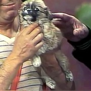 S4.E38: Episode #4.38