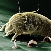 Mites