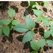 Had Poison Ivy Reaction