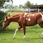 Chestnut Tobiano