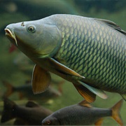 Carpa