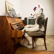 Husky Wolf (Tom Broadbent)