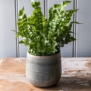 Indoor Ferns