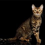 Toyger Cat