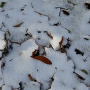 Cold Frosty Morning (By Sight/Instructional Video)