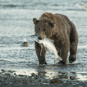 Fishing Bears