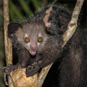 Aye-Aye
