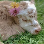 Fairy Cow
