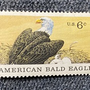 American Bald Eagle