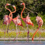Jaragua Bahoruco Enriquillo Bio Reserve (Haiti & Dominican Rep)