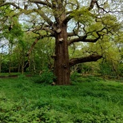 Panshanger Great Oak