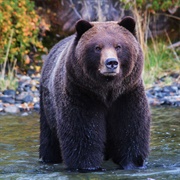 Grizzlies in the Wild