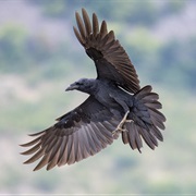 Raven