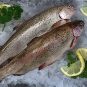 Whole Fresh Trout