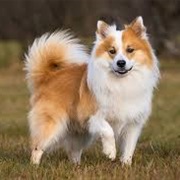 Icelandic Sheepdog