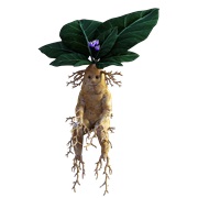 Mandrake Root