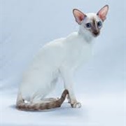 Colorpoint Shorthair Cat