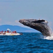 Whale Watching Victoria, BC