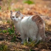 Turkish Van Cat
