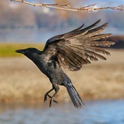 The Blackest Crow (By Sight/Instructional Video)