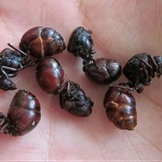 Hormiga Culona (Edible Fat-Bottomed Ants)