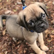 Puggle