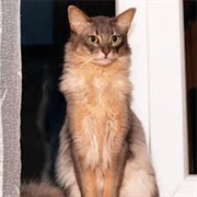 Somalia Cat