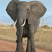 African Bush Elephant