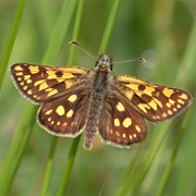 Chequered Skipper Butterfly