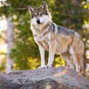 Mexican Wolf