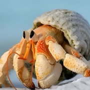 Own Hermit Crabes